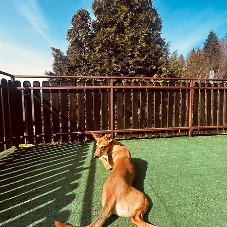 Willa Karolinka Stroza - Pet Friendly Myślenice Exteriör bild