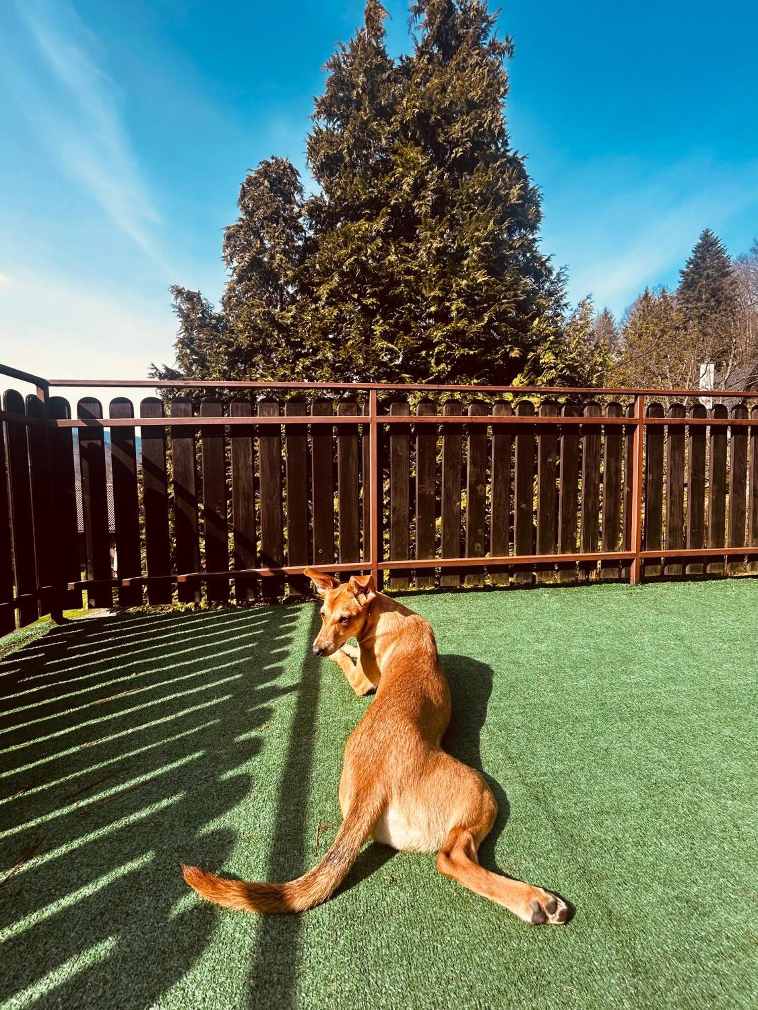 Willa Karolinka Stroza - Pet Friendly Myślenice Exteriör bild